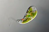 Euglena gracilis protozoan algae, light micrograph