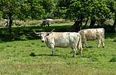 White park cattle