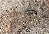 Sand lizard egg-laying burrow