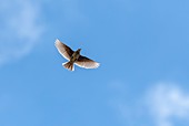 Skylark in flight
