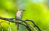 Spotted flycatcher