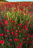 Field of poppies (Papaver rhoeas)