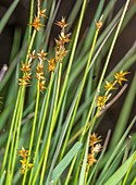 Star sedge (Carex echinata)