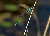 Male blue-tailed damselfly