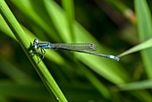 Male blue-tailed damselfly