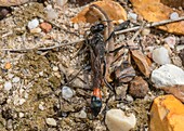 Female red-banded sand wasp with caterpillar prey