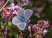 Male common blue butterfly