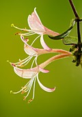 Honeysuckle (Lonicera periclymenum)