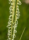 Common cordgrass (Spartina anglica)