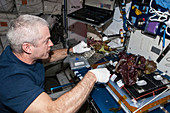 Veggie plant growth facility on the ISS