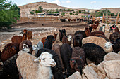 Alpaca and llama farm, Israel