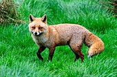 Adult fox