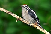 Great spotted woodpecker