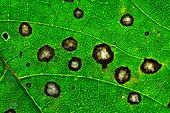 Tar spot fungus on sycamore leaf