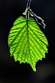Hazel leaf (Corylus avellana)
