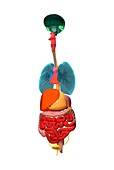 Human torso with internal organs, illustration