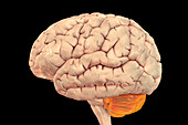 Human brain with highlighted cerebellum, illustration