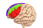 Human brain with highlighted frontal gyri, illustration