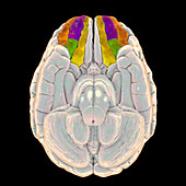 Human brain with highlighted orbital gyri, illustration