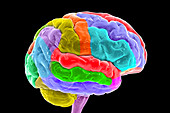 Human brain with gyri highlighted, illustration