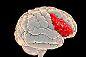 Brain highlighting inferior frontal gyrus, illustration