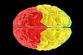 Lobes of the human brain, illustration