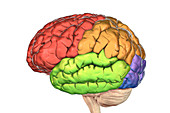 Lobes of the human brain, illustration