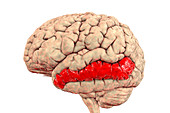 Brain with highlighted middle temporal gyrus, illustration