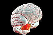 Pons of human brain, illustration