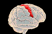Human brain with highlighted precentral gyrus, illustration