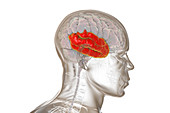 Human brain with highlighted temporal lobe, illustration