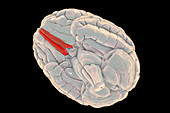 Human brain with highlighted straight gyri, illustration