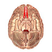 Human brain with highlighted straight gyri, illustration