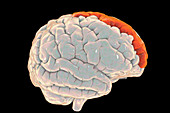 Brain with highlighted superior frontal gyrus, illustration