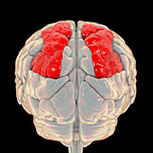 Brain highlighting superior parietal lobule, illustration
