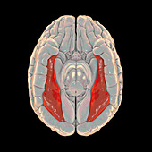 Brain highlighting fusiform gyrus, illustration
