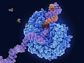 RNA polymerase replicating viral RNA, illustration