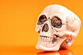 Artificial human skull
