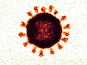 Covid-19 virus, illustration