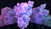 Covid-19 coronavirus spike proteins, illustration