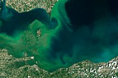Algae bloom, Lake Erie, USA, satellite image