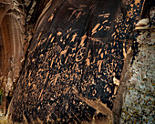 Newspaper Rock petroglyphs, Utah, USA