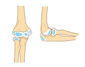 Elbow secondary centres of ossification, illustration