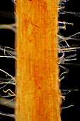 Chrysanthemum root, light micrograph