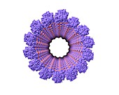 Microtubule, computer model