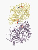 Colchicine drug complexed with tubulin, molecular model