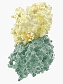 Colchicine gout drug complexed with tubulin, molecular model