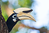 Oriental pied hornbill