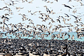 Sooty tern colony