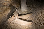 Ibex skull, Chauvet cave replica, France